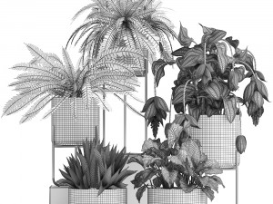 collection of exotic plants Model 3D