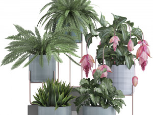 collection of exotic plants Model 3D