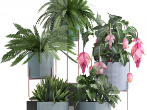 collection of exotic plants Model 3D