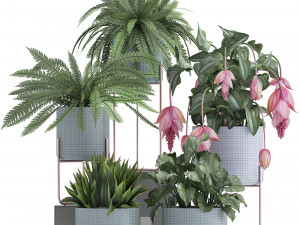 collection of exotic plants Model 3D