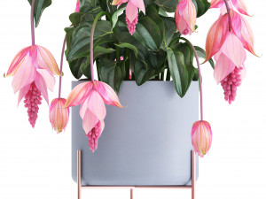 collection of exotic plants Model 3D