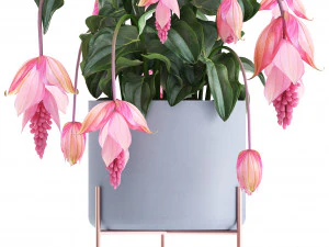 collection of exotic plants 3D Model