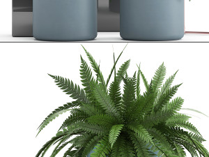 collection of exotic plants Model 3D