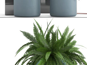 collection of exotic plants 3D Model