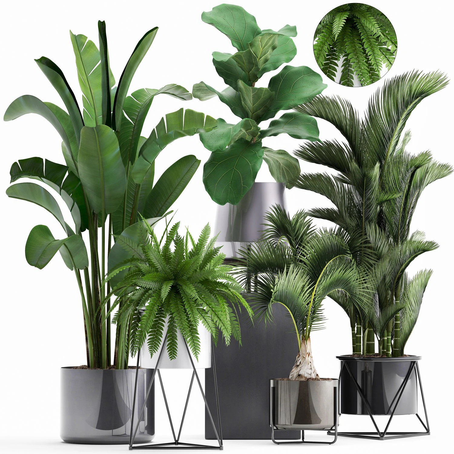 collection of exotic plants 3D Model .c4d .max .obj .3ds .fbx .stl .blend 