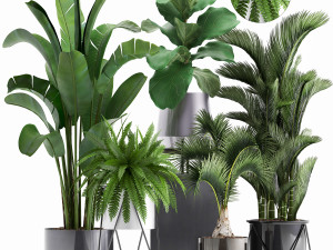 collection of exotic plants 3D Model