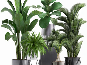 collection of exotic plants 3D Model