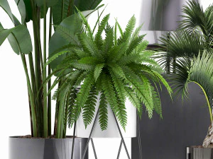 collection of exotic plants 3D Model