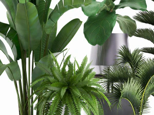 collection of exotic plants 3D Model