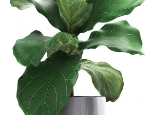 collection of exotic plants 3D Model