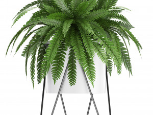 collection of exotic plants 3D मॉडल