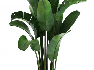 collection of exotic plants 3D मॉडल