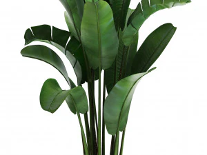 collection of exotic plants 3D Model