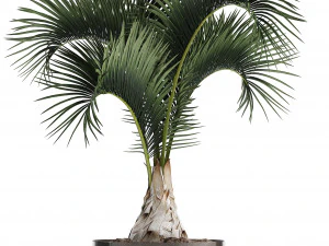 collection of exotic plants 3D Model