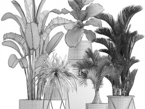 collection of exotic plants 3D Model