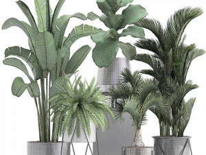 collection of exotic plants 3D Model