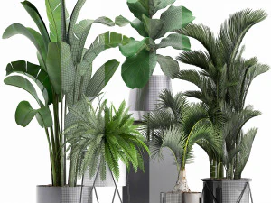 collection of exotic plants 3D Model
