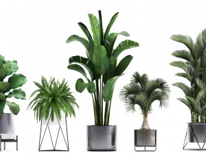 collection of exotic plants 3D Model