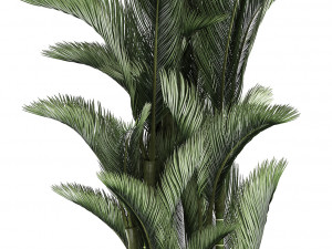 collection of exotic plants 3D मॉडल