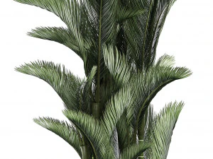 collection of exotic plants 3D Model