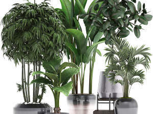 collection of exotic plants 3D मॉडल