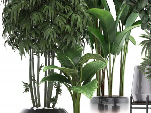 collection of exotic plants 3D Model