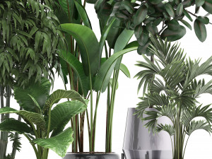 collection of exotic plants 3D मॉडल