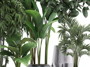 collection of exotic plants 3D Model