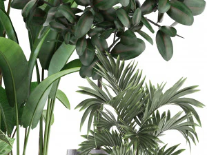 collection of exotic plants 3D Model