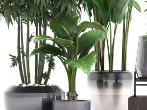 collection of exotic plants 3D Model