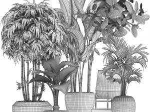 collection of exotic plants 3D Model