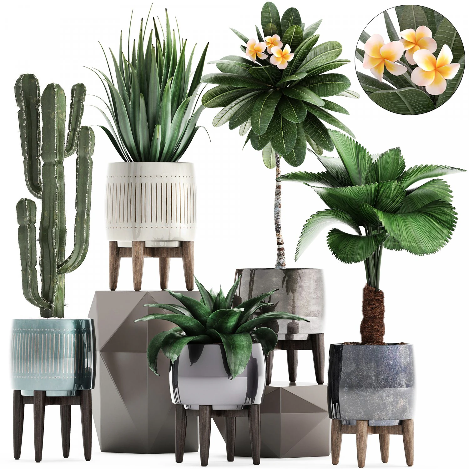collection of exotic plants 3D Model .c4d .max .obj .3ds .fbx .stl .blend 