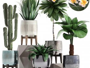 koleksi tanaman eksotik Model 3D