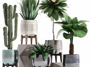 collection of exotic plants 3D-Modell