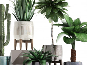 collection of exotic plants 3D-Modell