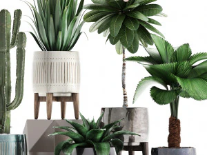 collection of exotic plants 3D Model