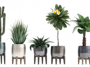 collection of exotic plants 3D-Modell