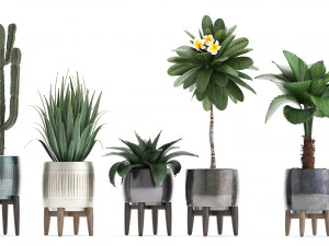 collection of exotic plants 3D Model