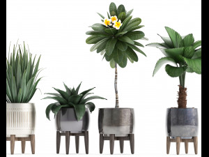 collection of exotic plants 3D-Modell