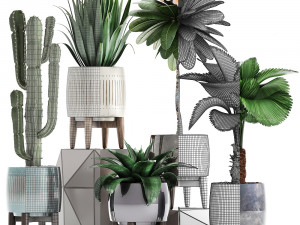 collection of exotic plants 3D-Modell