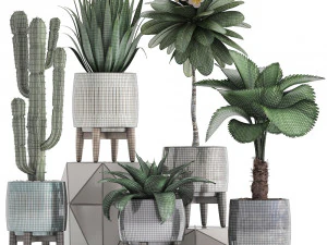 collection of exotic plants 3D Model