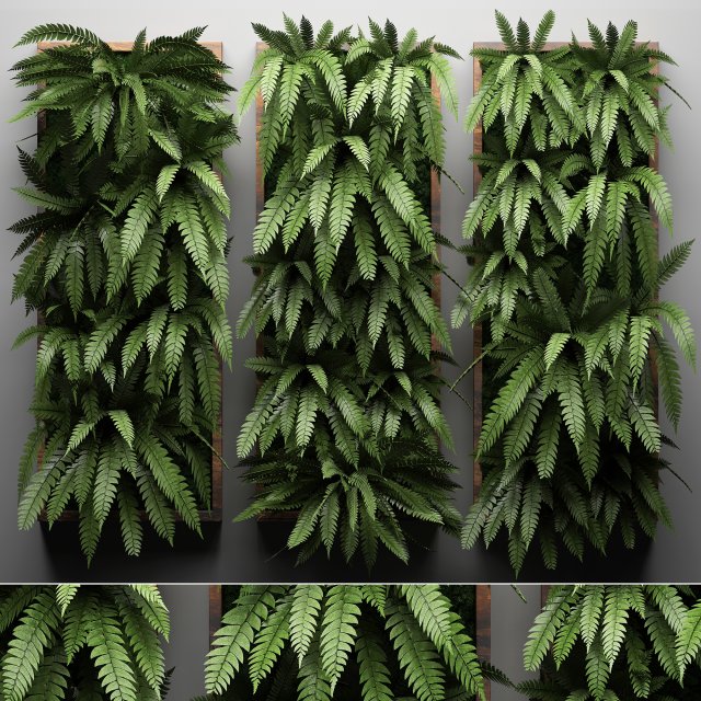 vertical gardening fern wall 3 Model 3D .c4d .max .obj .3ds .fbx .stl .blend 