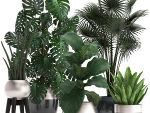 cole&ccedil;&atilde;o de plantas ex&oacute;ticas Modelo 3D