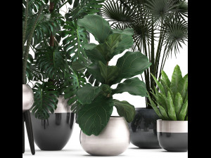 collection of exotic plants Model 3D