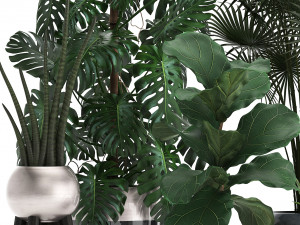 collection of exotic plants Model 3D