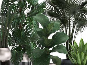collection of exotic plants Model 3D