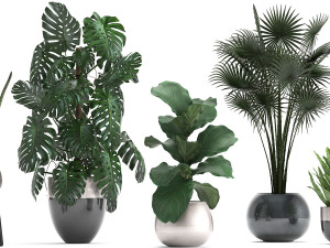 collection of exotic plants Model 3D
