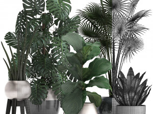 collection of exotic plants Model 3D