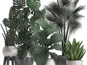 collection of exotic plants Model 3D
