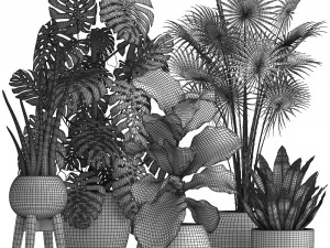 collection of exotic plants Model 3D